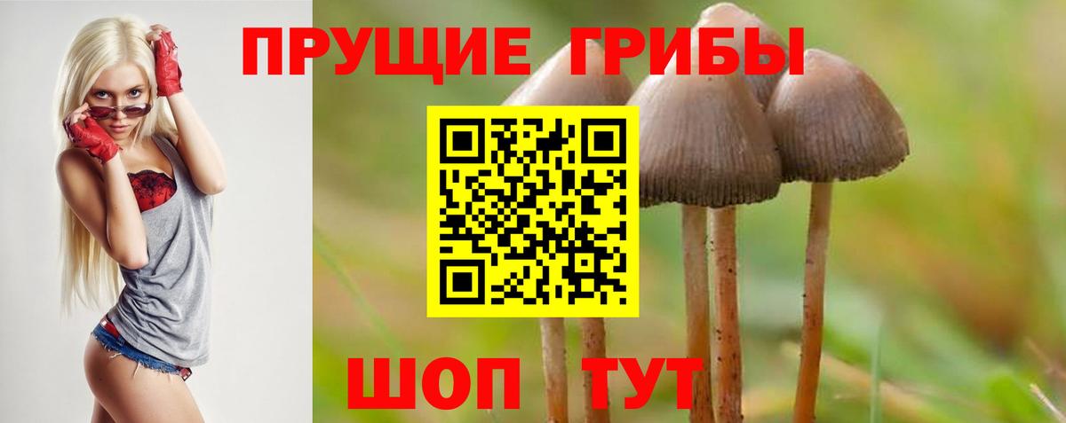 Псилоцибиновые грибы Cubensis Кашира